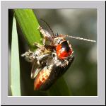 Cantharis fusca - Gemeiner Weichkaefer 05.jpg
